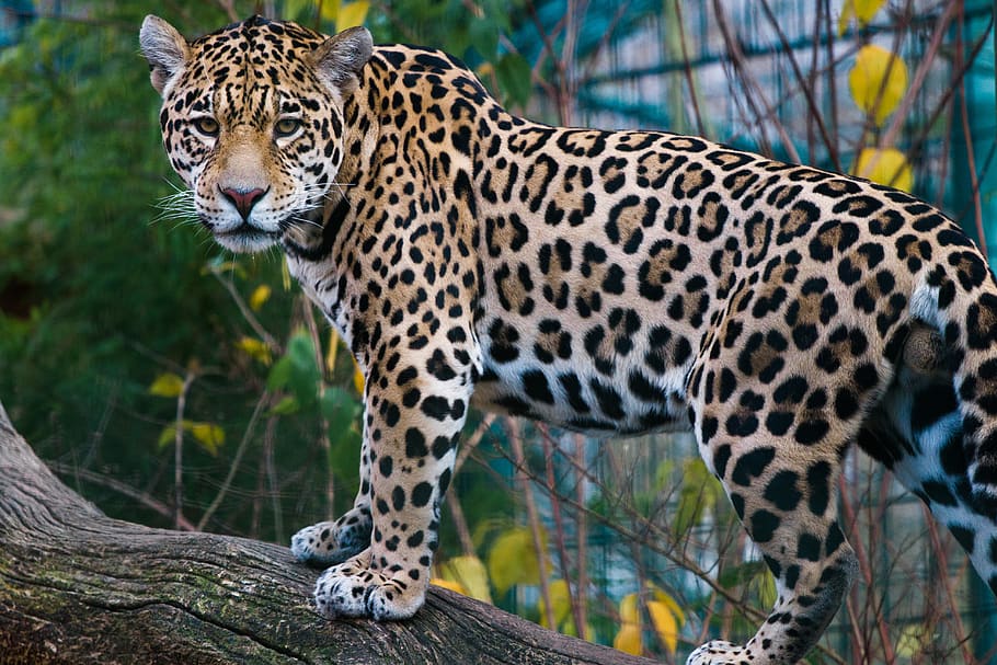 dunia binatang, mamalia, alam, hewan, jaguar, kucing besar, kucing, tema hewan, satwa liar, satu hewan