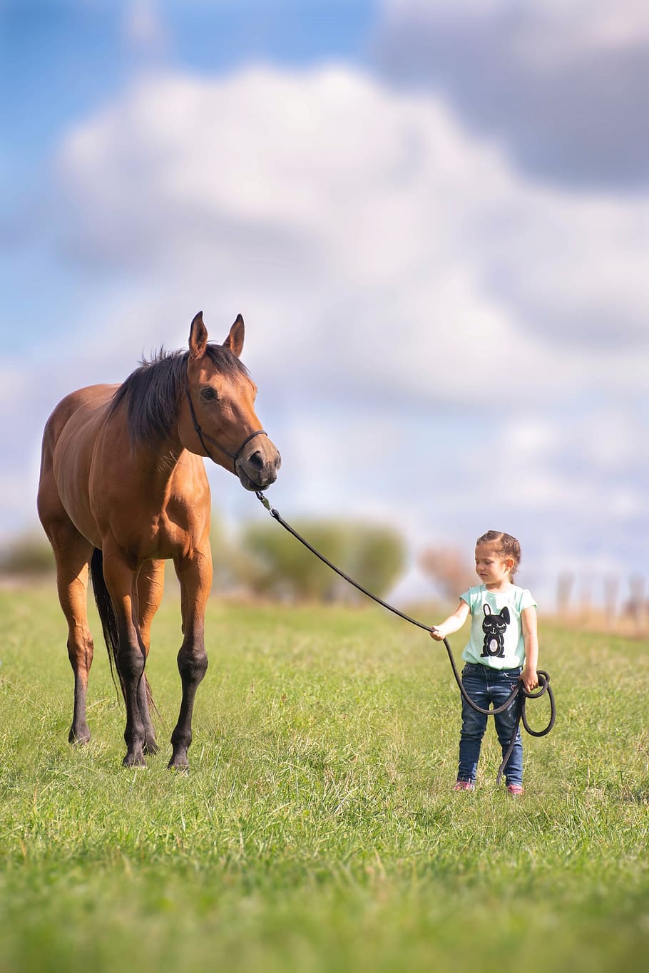horse, child, meadow, horses, animal, girl, summer, pleasure, grass, one