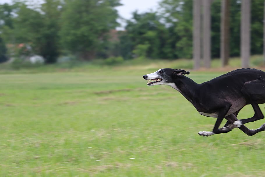 galgo, spanish galgo, spanish greyhound, lure coursing, dog running, fast dogs, long dog, greyhound, hound, sighthound