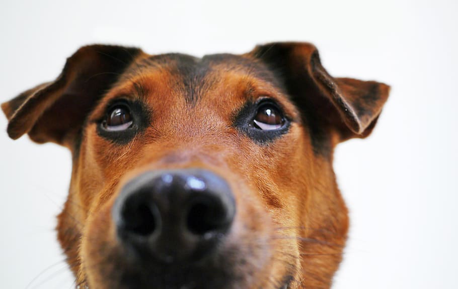 dog, view, funny, sweet, animal portrait, eyes, dear, snout, head, cute look