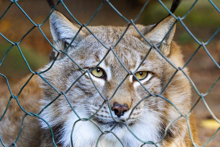 lynx, imprisoned, enclosure, fence, caught, captivity, wire, security, protection, barrier