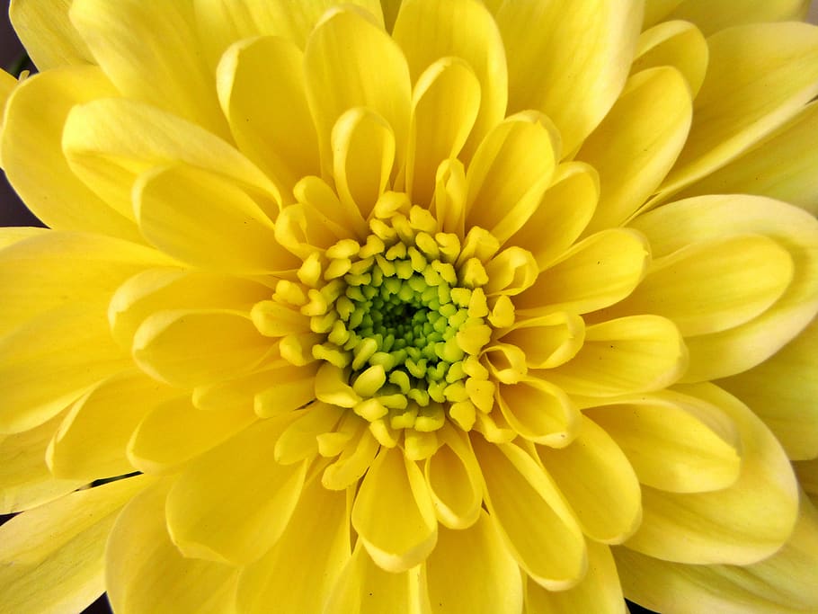 mumi, kuning, bunga tunggal, aster, close up, mekar, tanaman, musim semi, bunga, tanaman berbunga