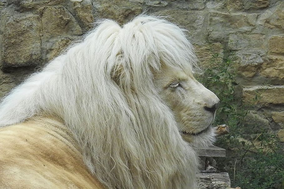lion, white, white lion, mane, zoo, animal portrait, big cat, rarely, animal, mammal