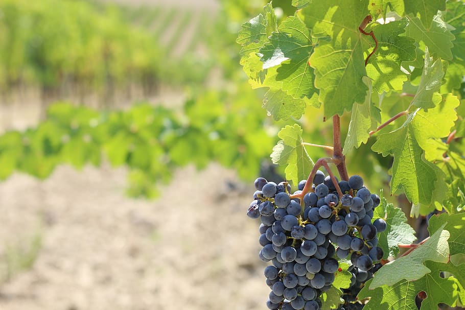 grapes, grapevine, vineyard, farming, italy, tuscany, chianti, fruit, growth, healthy eating