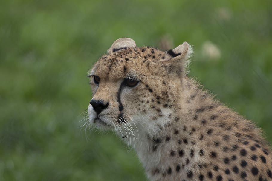 cheetah, fota wildlife park, cobh, cork, ireland, animal, nature, mammal, wildlife, grass