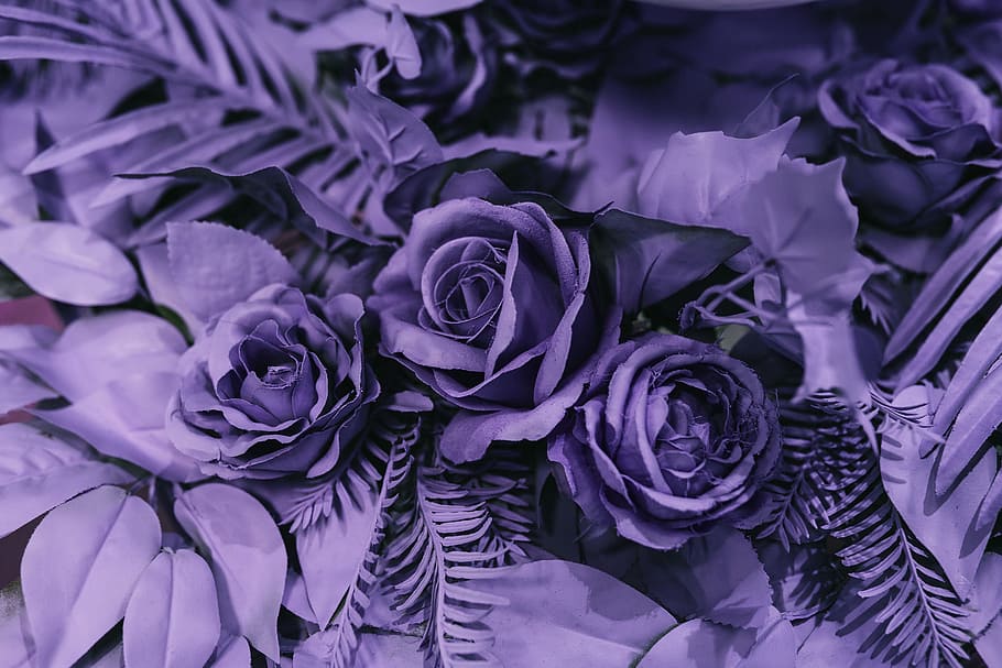 color pantone, año 2018 :, ultra violeta, púrpura, colores, color, pantone, color del año, pantone 2018, flor