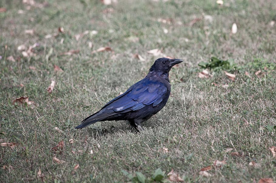 bird, raven, crow, grass, genus corvus, songbird, sparrow bird, carnivores, herbivores, intelligence