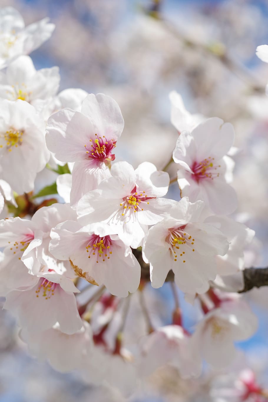 cherry blossoms, sakura, flowers, pink, spring, natural, wood, japan cherry tree, cherry tree, japan flower