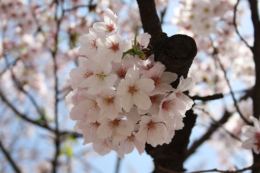 japan, tokyo, cherry blossoms, spring, shinjuku gyoenmae, flower, plant, flowering plant, fragility, blossom