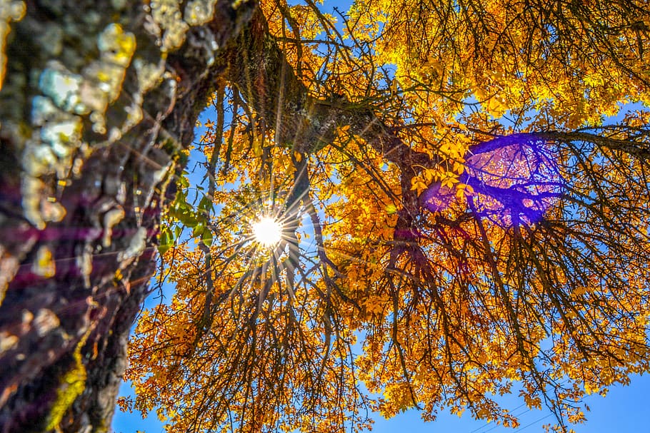 tree, nature, landscape, trees, fall, autumn, sky, season, leaves, forest