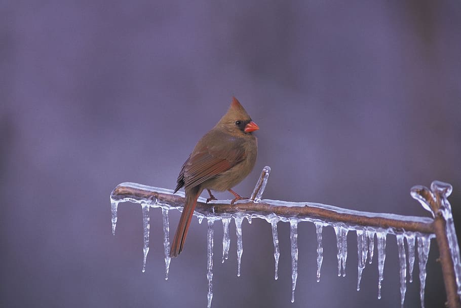 cardinal, northern, bird, animal, nature, ice, snow, animal themes, one animal, animal wildlife