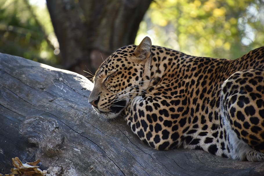 leopardo, natureza, fechar-se, selvagem, predador, carnívoro, jardim zoológico, felino, peles, manchado