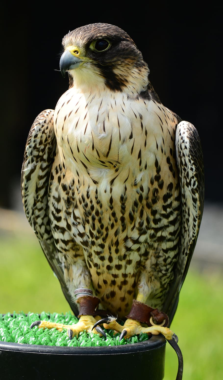 peregrine, falcon, raptor, bird, nature, predator, hunter, feather, beak, hawk