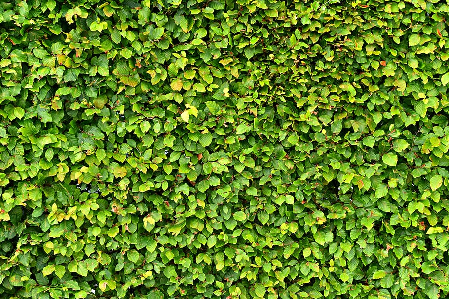 clipped hedge, foliage, leaves, nature, green color, growth, full frame, plant, plant part, leaf