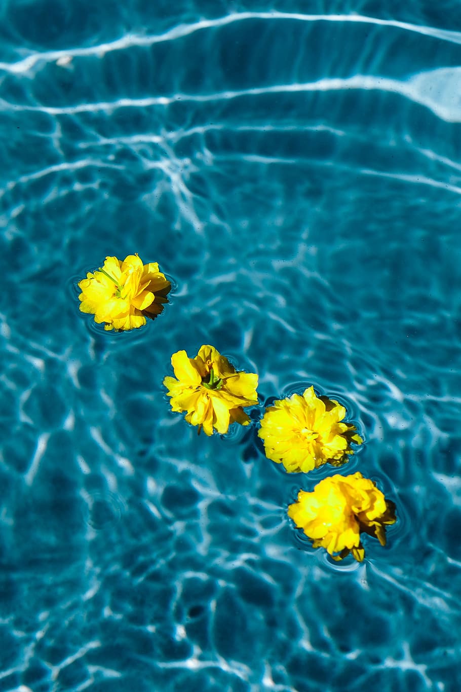 pequeño, amarillo, flores, flotante, piscina, día, verano, agua, flora, soleado