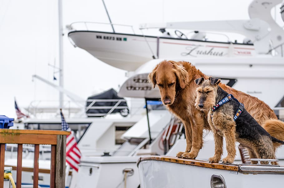 animals, dogs, domesticated, pets, adorable, cute, muzzle, leash, nautical, yachts