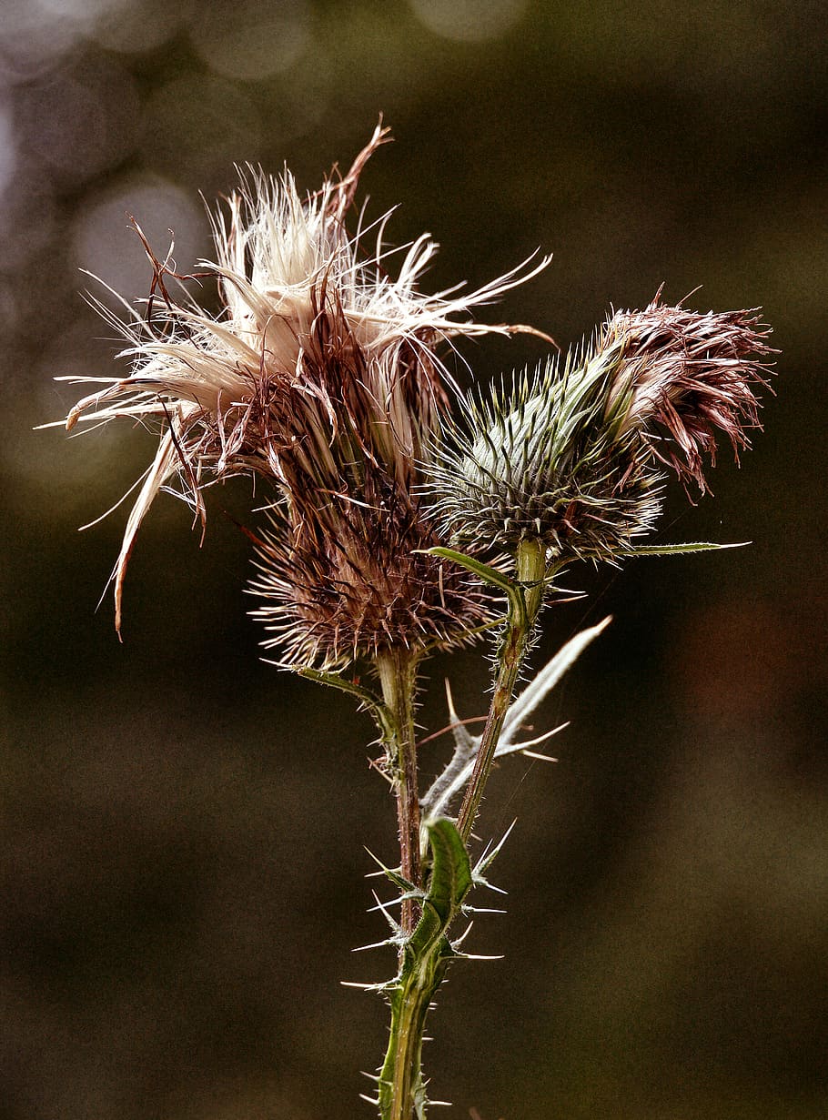 thistle, inflorescence, backlighting, close up, nature, plant, cirsium, flowering, be incites, creeping thistle