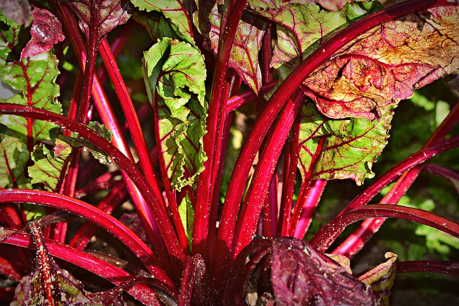 chard, vegetable, plant, stalk, leaf, greens, growth, soil, kitchen garden, beauty in nature