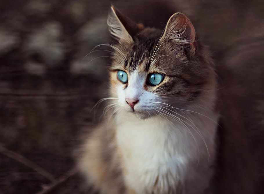 cat, blue eyes, portrait, animals, mammalian, tamed, animal themes, animal, domestic, domestic cat