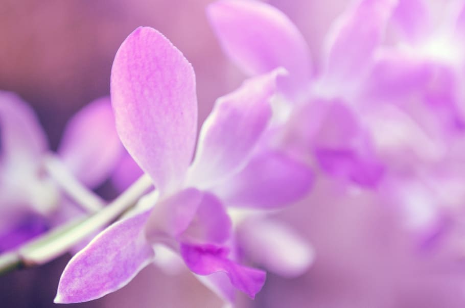 bunga ungu, bunga, alam, tanaman berbunga, tanaman, kesegaran, keindahan di alam, close-up, warna pink, kerapuhan