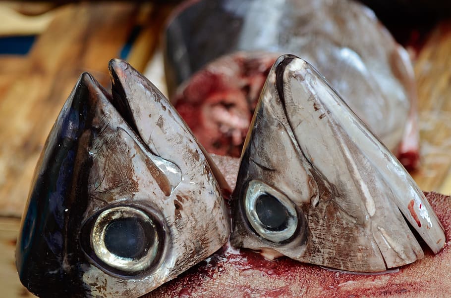 animals, fish, sea, wild, market, death, slaughter, ocean, tuna, italy