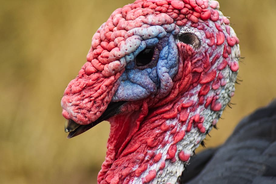 Turquía, enojado, animal, pico, pájaro, primer plano, colorido, nacional, granja, agricultor