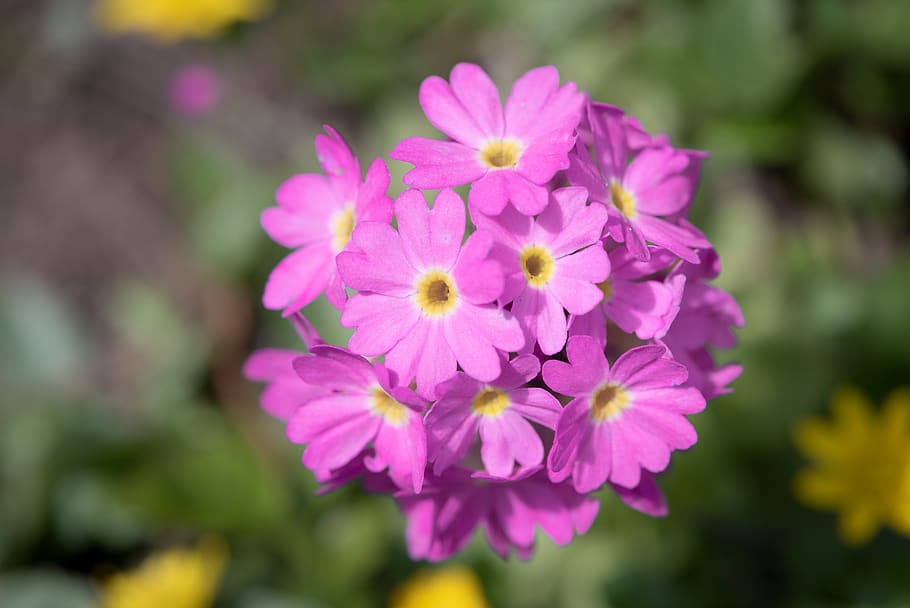 primrose, drumstick, blossom, bloom, pink, garden, in the garden, spring, nature, flora