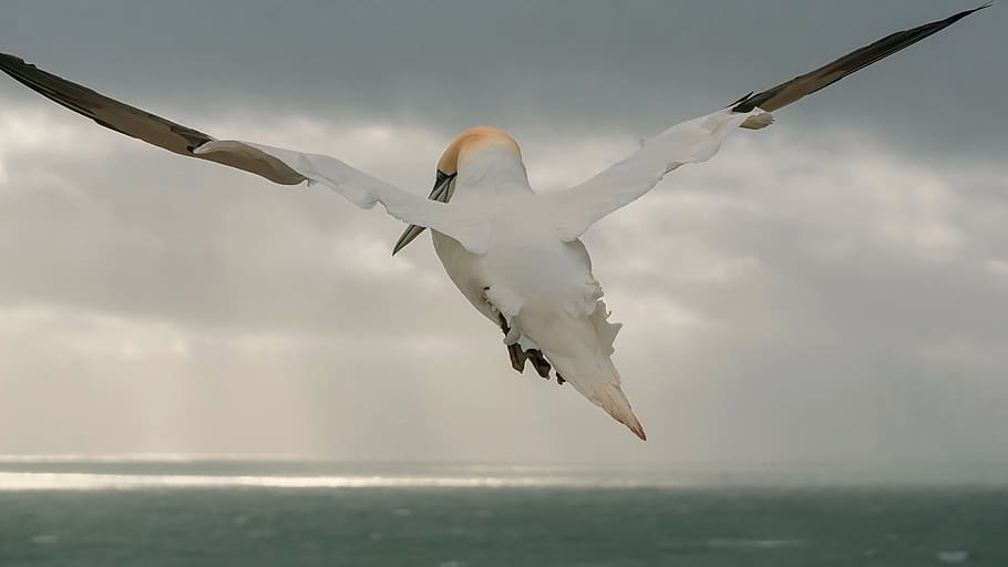 northern gannet, sea bird, bird, nature, flying, north sea, boobies, water bird, helgoland, white
