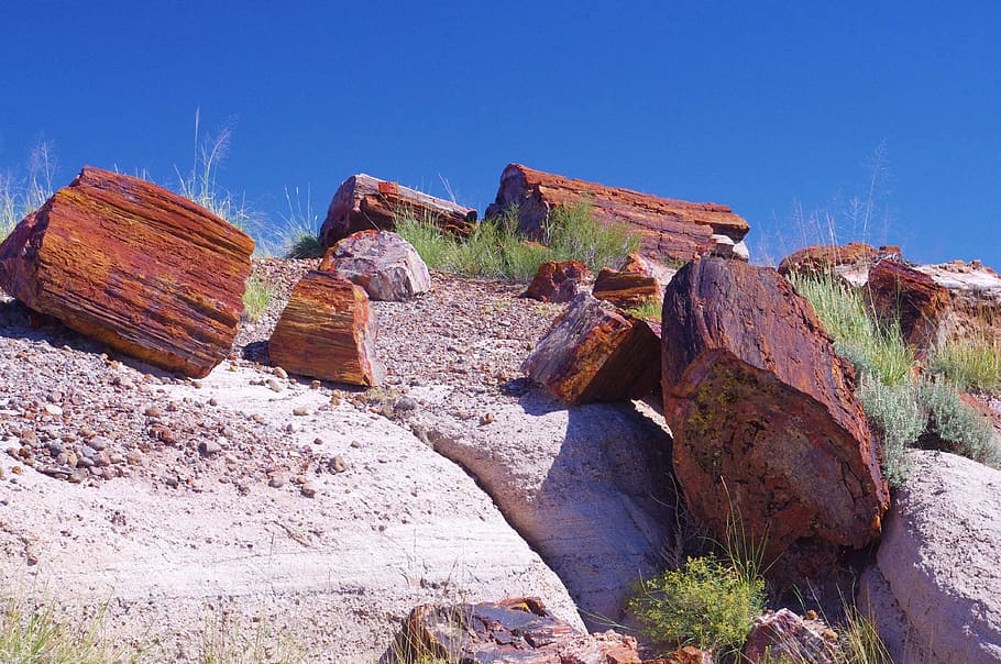 petrified forest national park, colorful, petrified, forest, wood, opal wood, fossil, silicified wood, arizona, nature