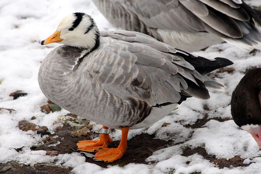 goose, mountain goose, bird, feathered race, animal, bar-headed goose, anser indicus, snow, winter, coldly