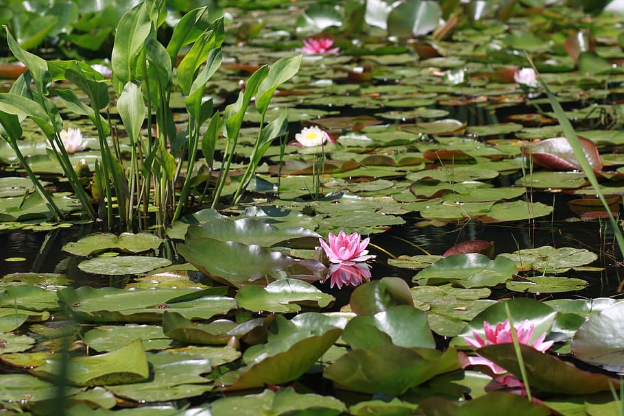 flowers, plants, lily, leaf, lotus, buddhism, pond, pond floral, aquatic plants, aquatic