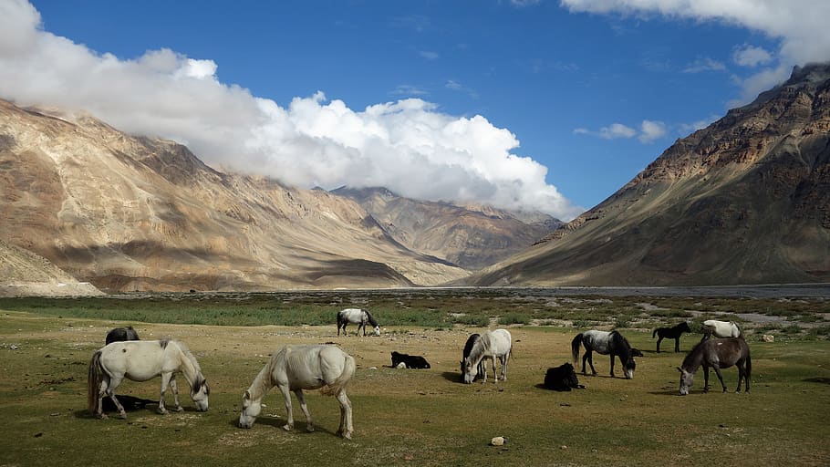 himachal, spiti, horses, himalayas, travel, mountains, nature, sky, mammal, livestock