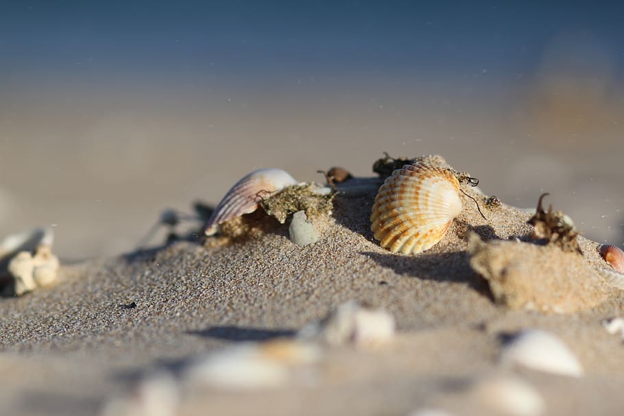 sand, sea, shells, ocean, water, seashell, the coast, sandy, summer, nature
