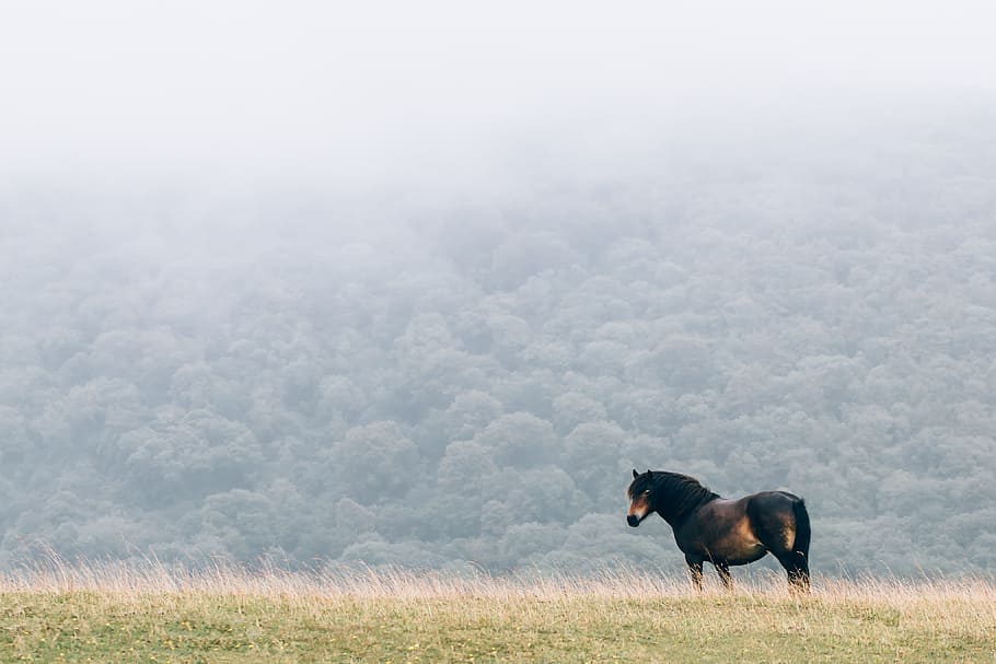 black, fields, fog, grass, gray, green, horses, animal themes, animal, mammal