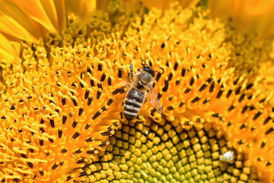 sunflower, bee, honey bee, flower, blossom, bloom, sprinkle, pollen, insect, plant