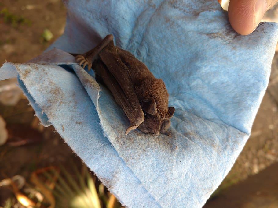 bat, rescue, animal, help, close-up, day, leaf, human body part, focus on foreground, high angle view