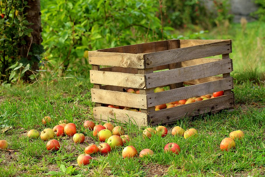 apel, buah, koleksi, musim gugur, kotak, matang, vitamin, segar, alam, sehat