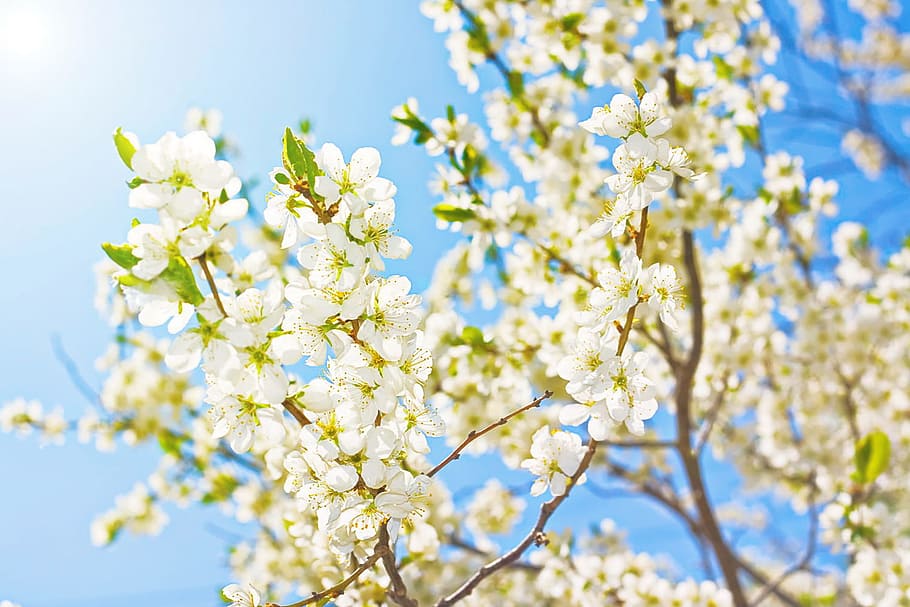 árvore, sol, primavera, flor, luz solar, brilho, florescendo, natural, verde, branco