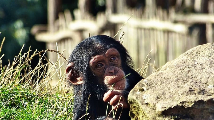 chimpanzee, monkey, zoo, primate, one animal, mammal, animal wildlife, vertebrate, animals in the wild, focus on foreground