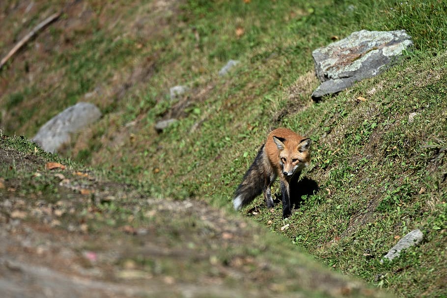 Дорога лис. Fox Road. Хищник по дороге в Пятигорск. Fox on Road.