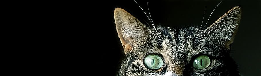 cat, eyes, sneaky, peeking, spy, curious, curiosity, gaze, domestic cat, one animal