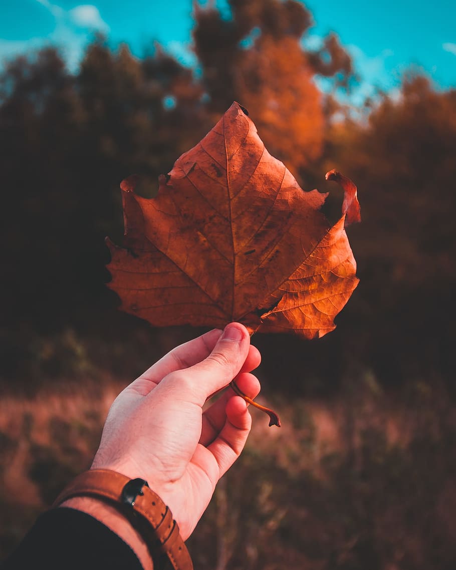 autumn, leaf, hand, arm, people, fall, tree, forest, watch, human hand