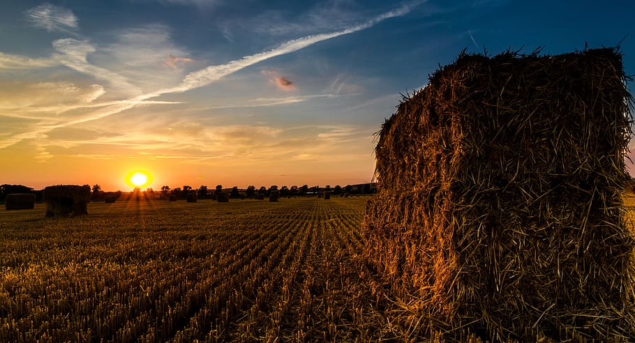 sunset, straw harvest, summer, harvest, harvest time, stubble, straw role, rural, golden, sky