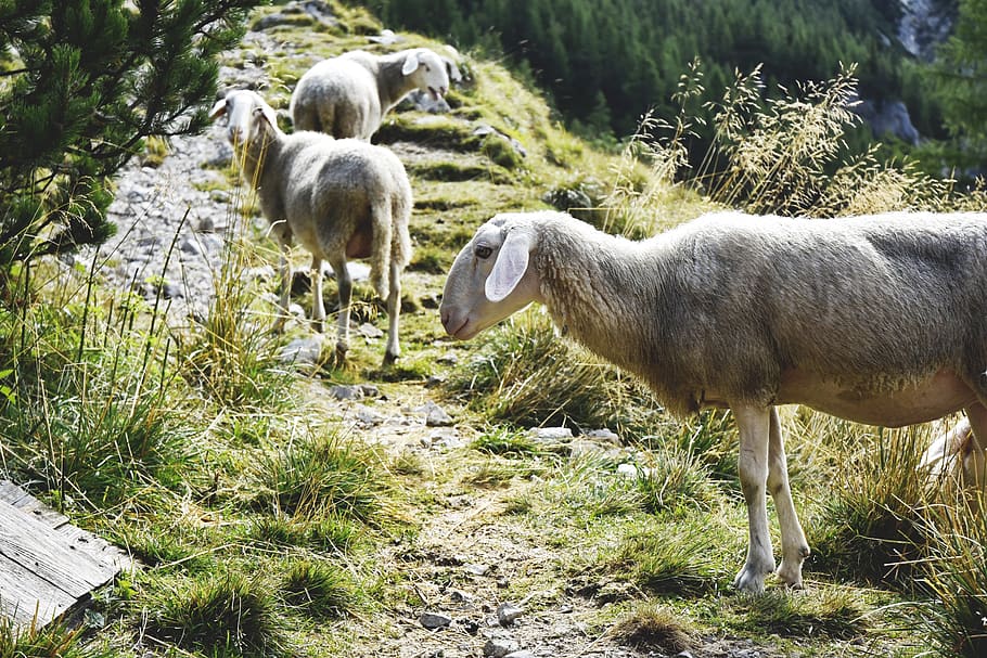 ovejas, montañas, ovejas de las montañas, Alpes julianos, ovejas alpinas, naturaleza, animales, vida silvestre, mamíferos, pensamiento positivo