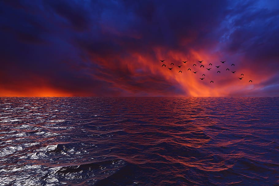 puesta de sol, agua, tarde, horizonte, olas, paisaje, volando, nube - cielo, cielo, grupo de animales