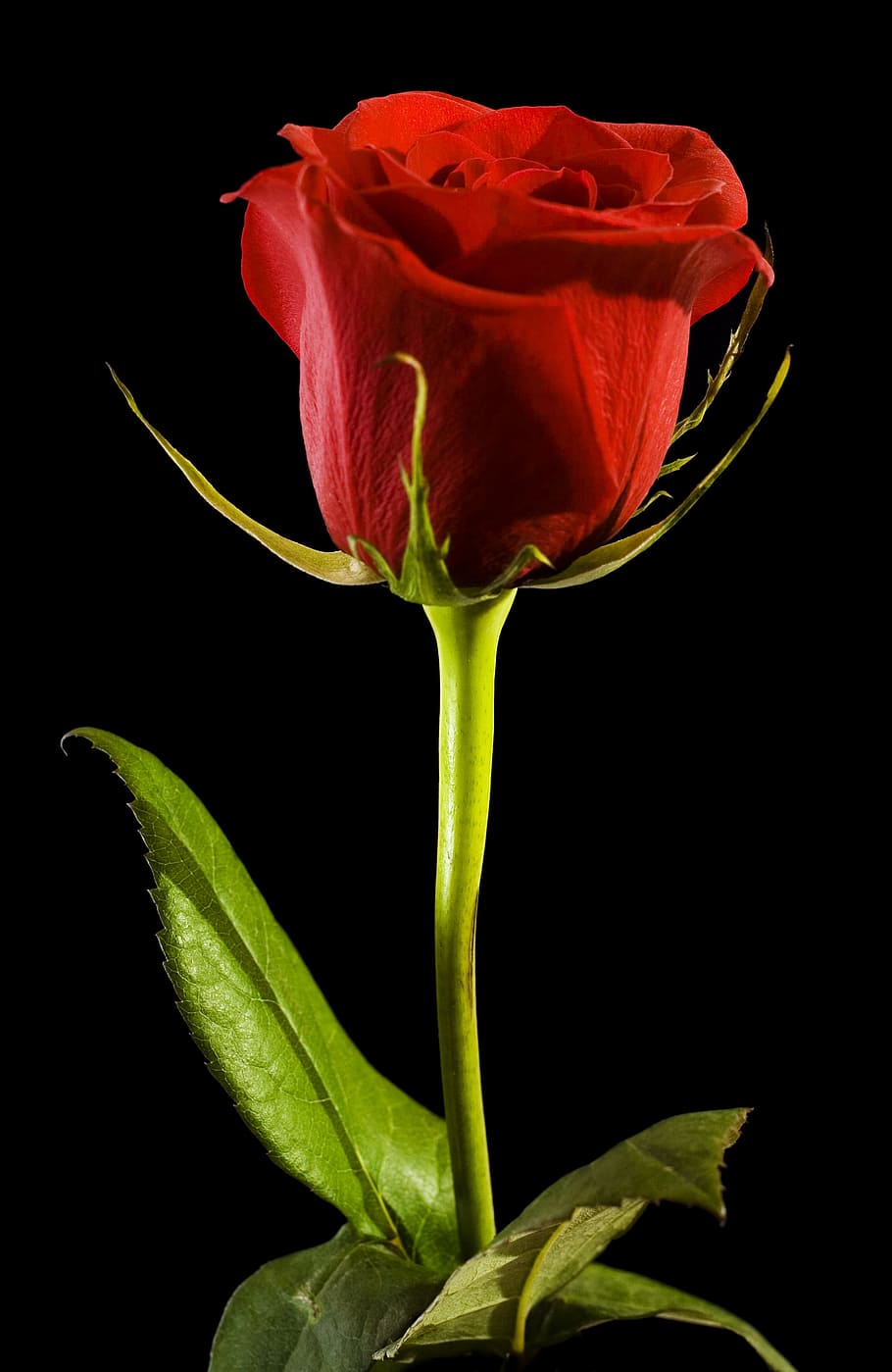 black, rose, red, background, closeup, isolated, nobody, petal, day, flower