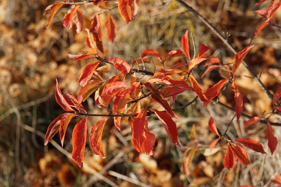 autumn, leaves, red, nature, fall foliage, bright, bush, wildwachsend, fall leaves, autumn mood