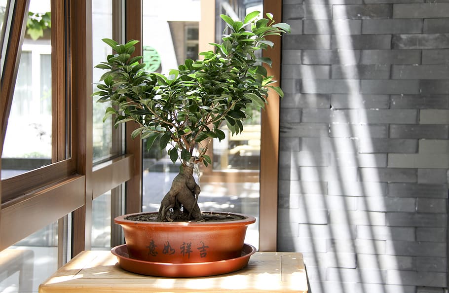 bonsai, tree, green plants, sunshine, window, light, plant, nature, animal, day