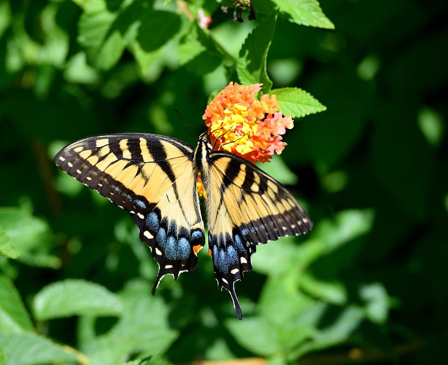 kupu-kupu, alam, serangga, kuning, bunga, burung layang-layang, margasatwa, sayap, halus, musim panas