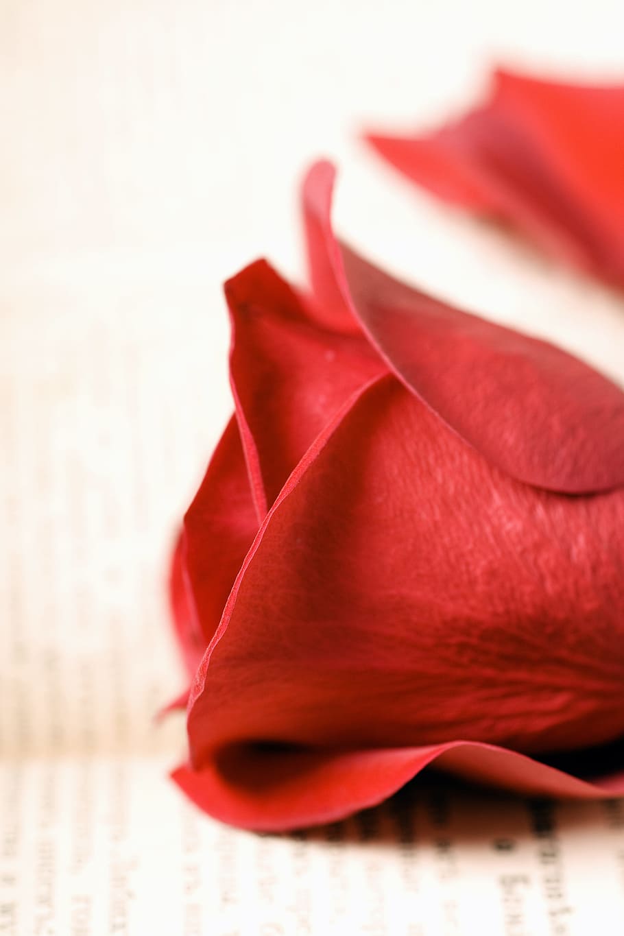 flor, fresco, presente, livro, vermelho, romance, romântico, rosa, espalhados, dia dos namorados